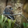 Lasolet lesni - Artamus cyanopterus - Dusky woodswallow 1592